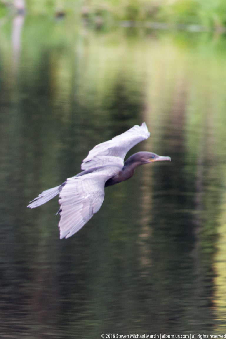 Anhinga flies low over reflective green water with long straight bill, extended neck, and pale wings.