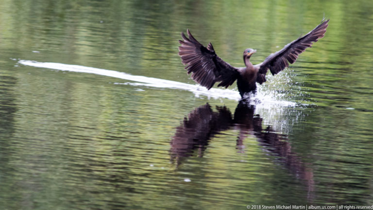 Cormorant holds both wings high while splashing down, with its dark reflection beneath and wake behind.