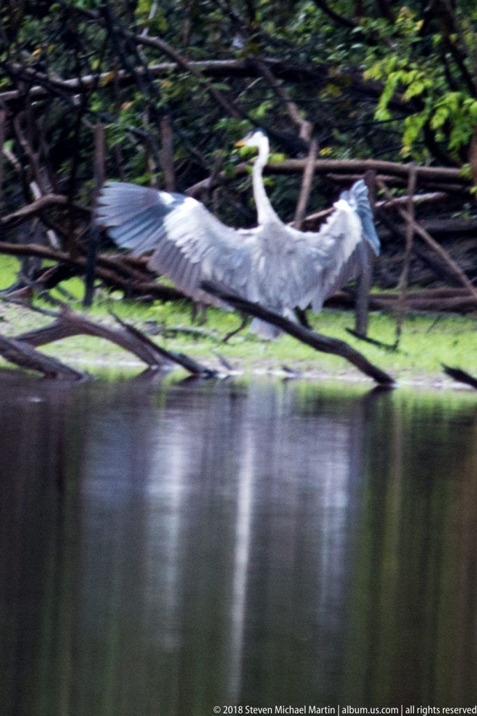 Cocoi heron flying low over dark water with broad gray wings extended beside a forested bank.