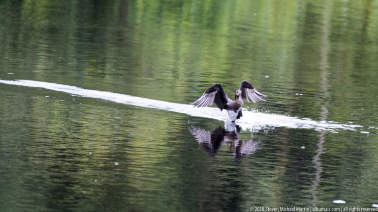 Cormorant brakes with raised wings while its feet skim the water, leaving a long white wake.