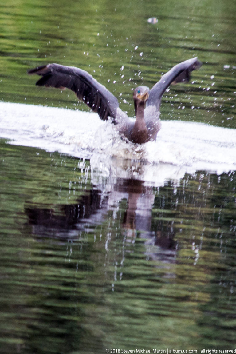 Cormorant lands head-on with wings spread wide, feet at the surface, and spray trailing behind.