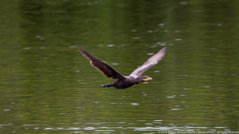 Cormorant flies just above calm green water with wings down and long neck extended forward.
