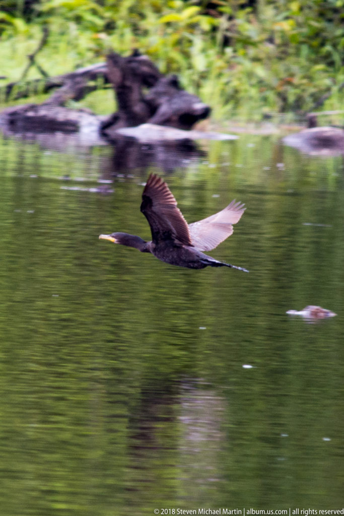 Dark cormorant flies low over green water with neck extended and wings raised mid-stroke.