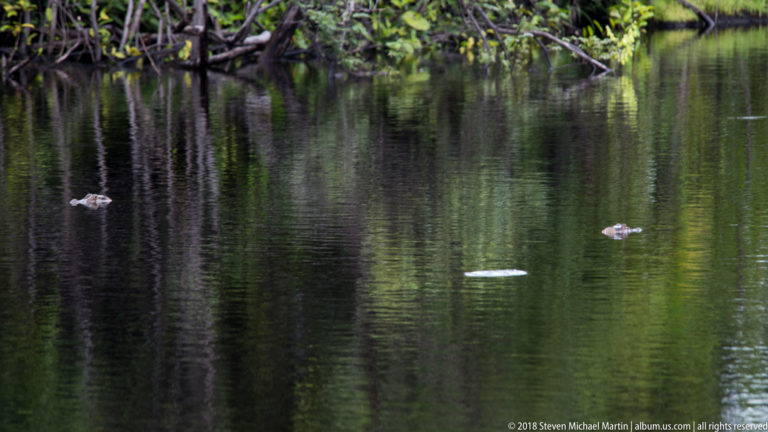 Two small caiman heads surface far apart on dark reflective water beneath overhanging forest vegetation.