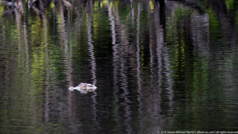 Small caiman head and back break dark water patterned with vertical reflections of forest trees.