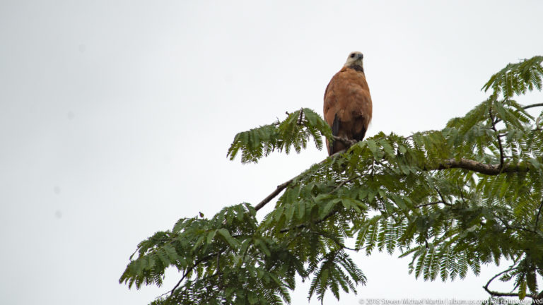 Pale-headed brown raptor perched upright on a leafy branch against a bright overcast sky.