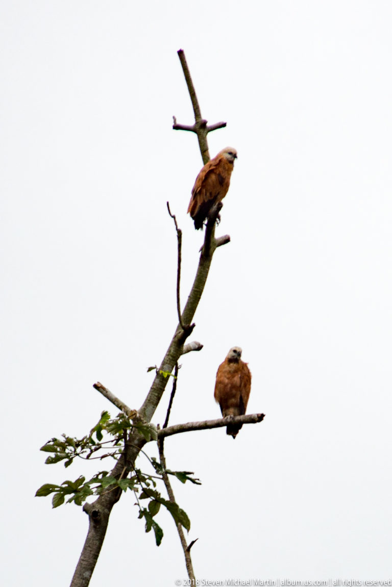 Two brown raptors perch at different heights on the bare upper branches of a tree.