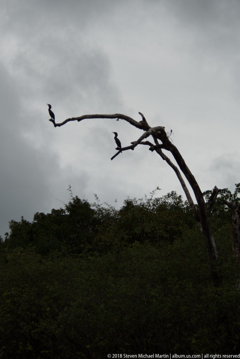 Several dark birds perch along a leaning dead tree above dense green Amazon forest.