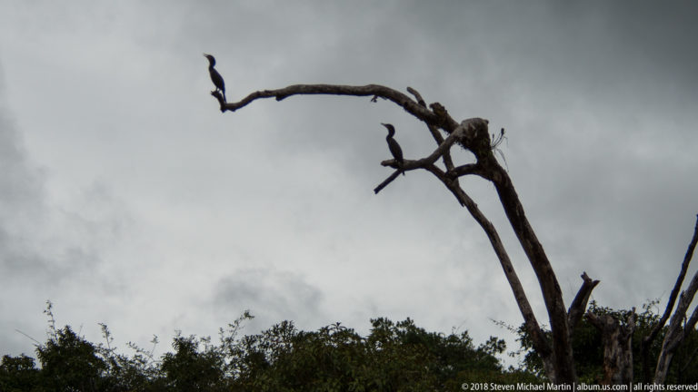 Two dark birds perch on separate bare limbs of a dead tree above forest under gray clouds.