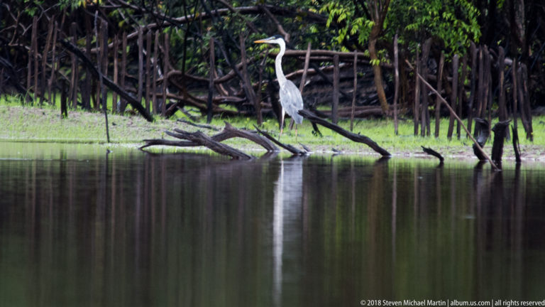Cocoi heron standing on a fallen branch above still water beside dense flooded forest vegetation.