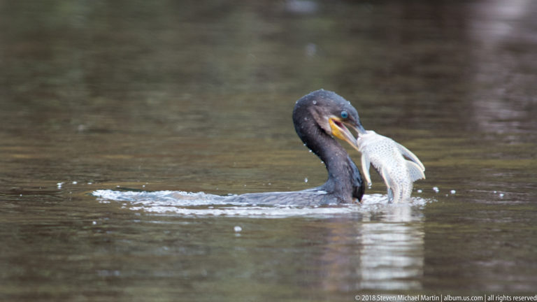 Dark cormorant swims while holding a pale fish upright against its open bill.