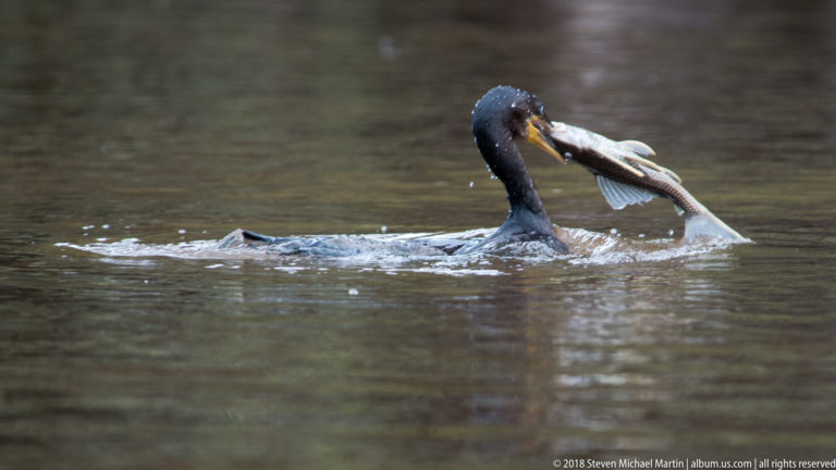 Cormorant swims through brown-green water carrying a large fish crosswise in its bill.
