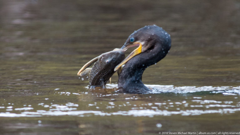 Cormorant bends its neck around a large fish held against its bill at the water surface.