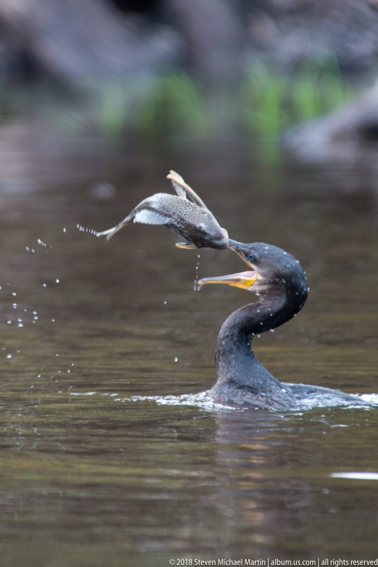Cormorant points its bill upward as a large fish arcs through the air above its head.