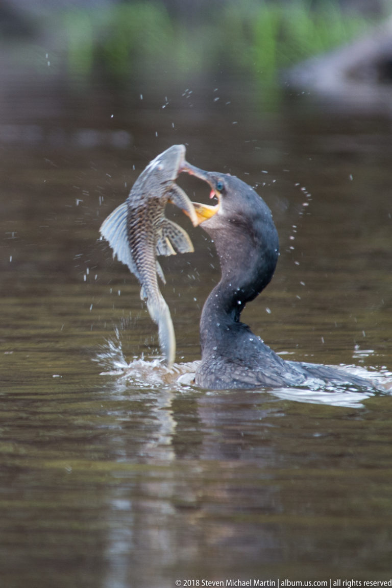 Cormorant arches its neck while lifting a large fish above the water amid splashes.