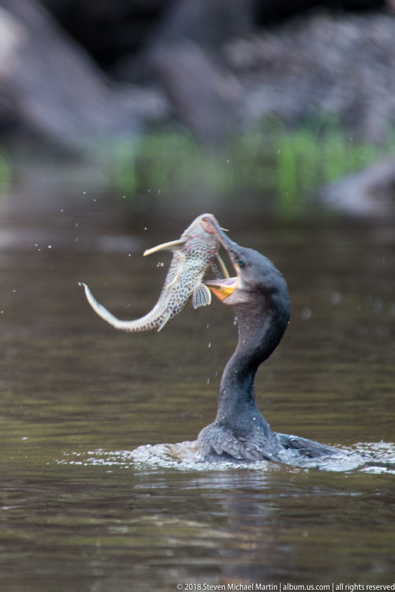 Dark cormorant swimming with a large finned fish held crosswise in its open bill.