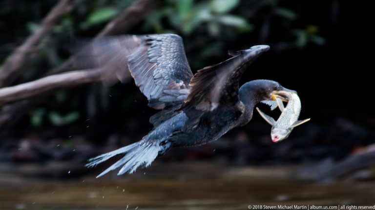 Neotropic Cormorant lifts from the river with wings raised and a large pale fish held in its bill.