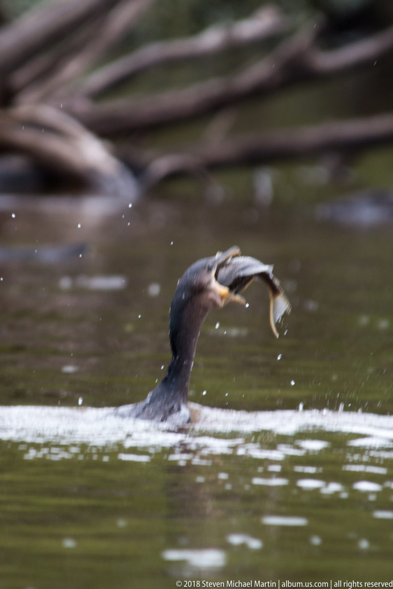 Neotropic Cormorant swims with a freshly caught fish held crosswise in its bill, water splashing around its neck.