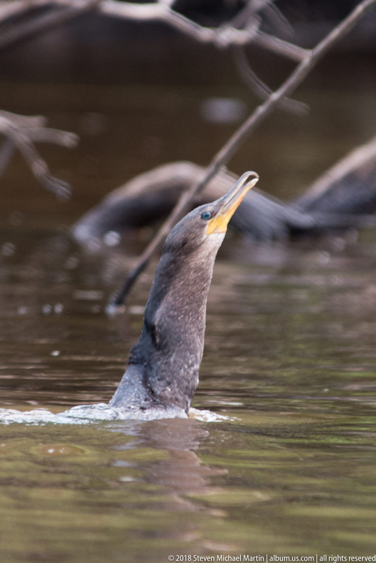 Neotropic Cormorant swims low in dark water with its long neck raised and hooked bill angled upward.