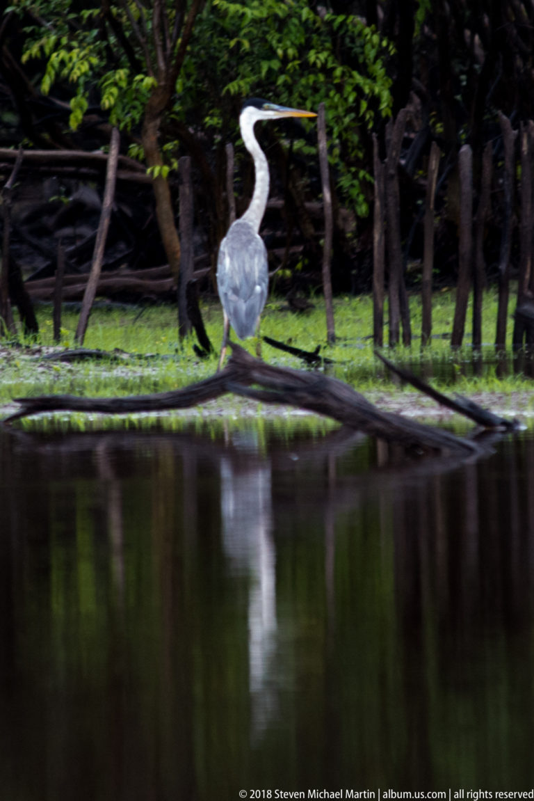 Large gray-and-white Cocoi heron standing beside calm water and low green vegetation.