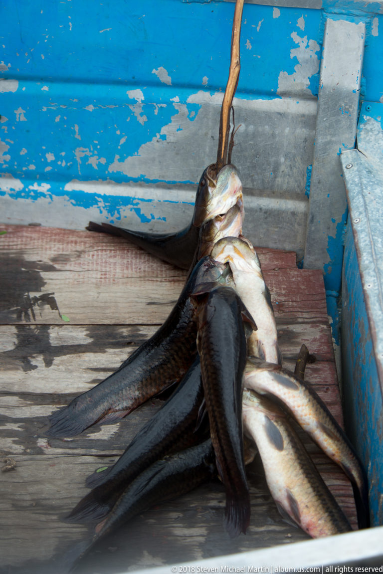 Several large freshly caught river fish lie overlapping on the blue-painted floorboards of a small wooden boat.