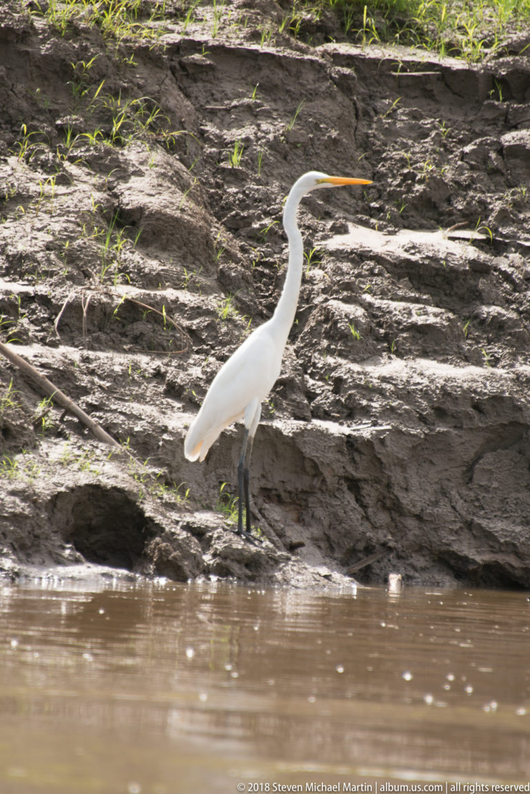 Great Egret with white plumage, long neck, yellow-orange bill, and black legs stands on a muddy riverbank.