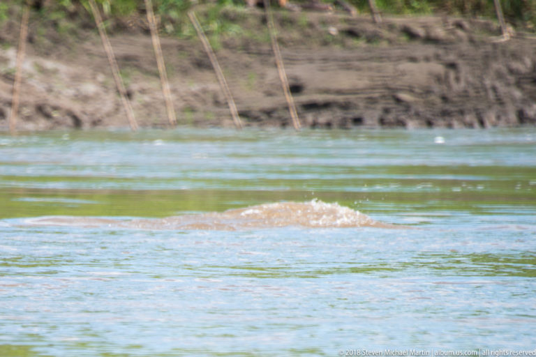 Low rounded back and turbulent wake of a river dolphin disappearing beneath the surface of a sunlit Amazon channel.