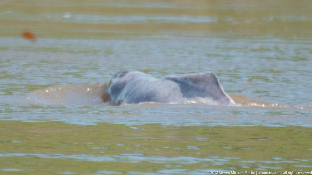 Amazon river dolphin rolls at the surface, showing a smooth gray-pink back and low dorsal ridge in green-brown water.