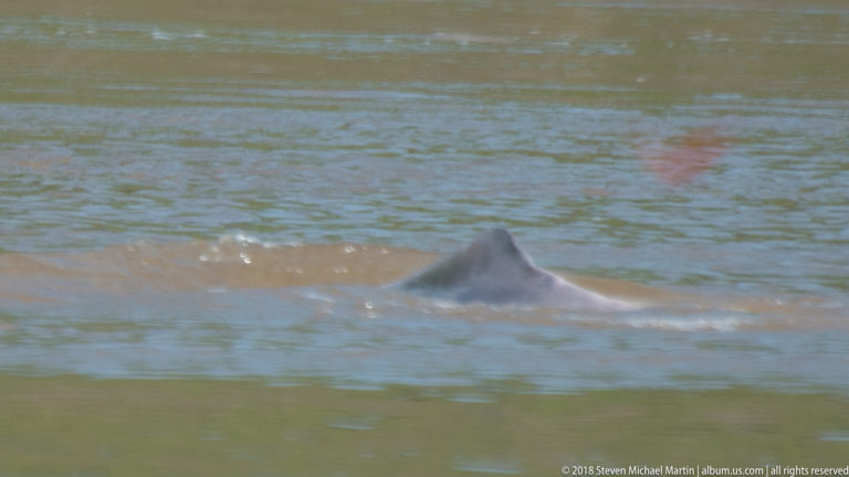 Gray Amazon river dolphin surfaces mid-river, showing a rounded back and low dorsal ridge above rippled water.