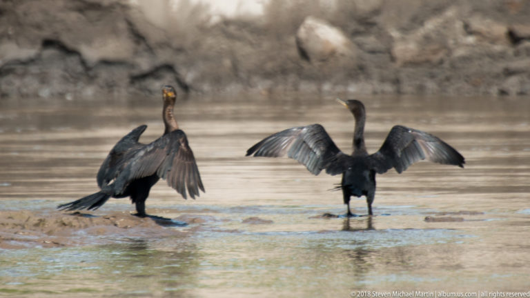 Two dark Neotropic Cormorants stand in shallow water with wings spread beside a muddy Amazon riverbank.