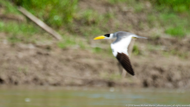 Large-billed Tern flying low over the river, with yellow bill, black crown, white body, gray wings, and dark flight feathers.