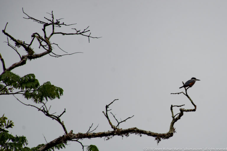 Distant kingfisher perched on a crooked bare branch against a pale overcast sky.