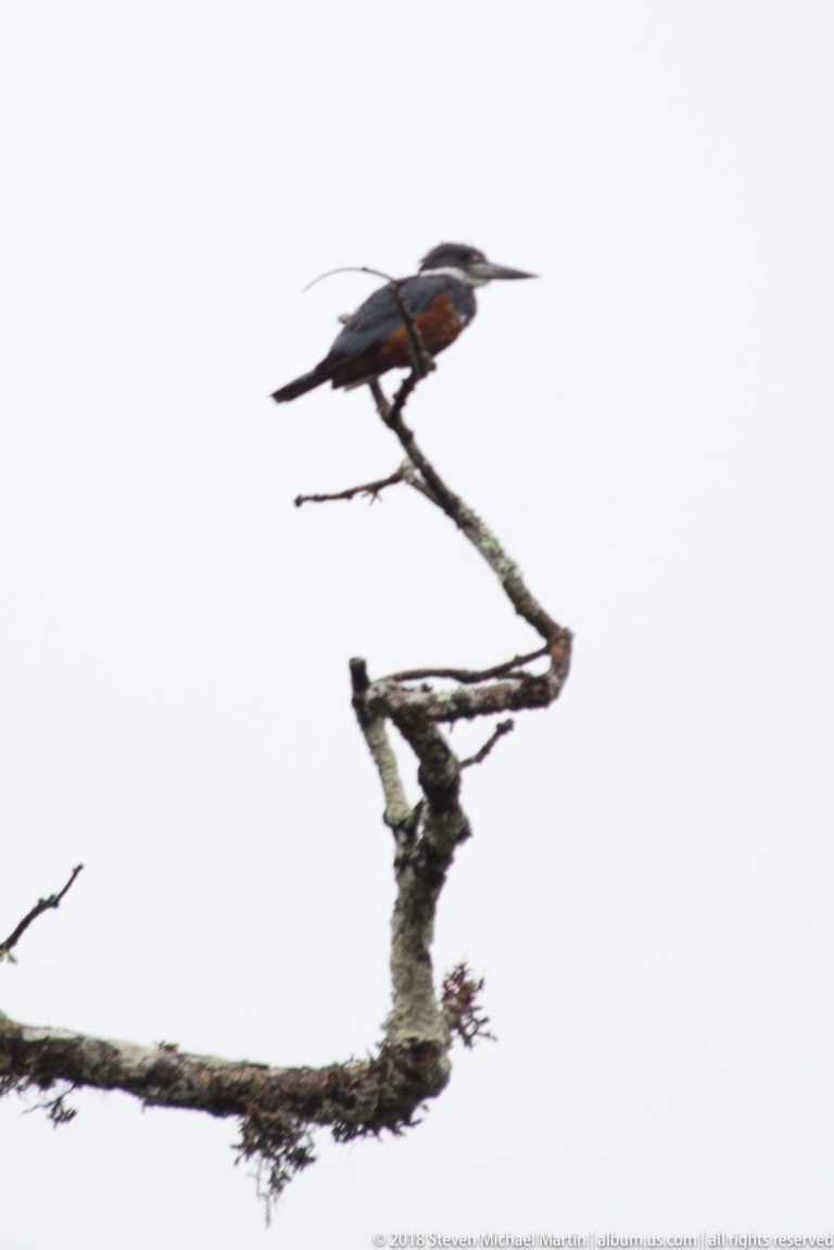 Rufous-bellied kingfisher perched on the tip of an exposed dead branch against pale sky.