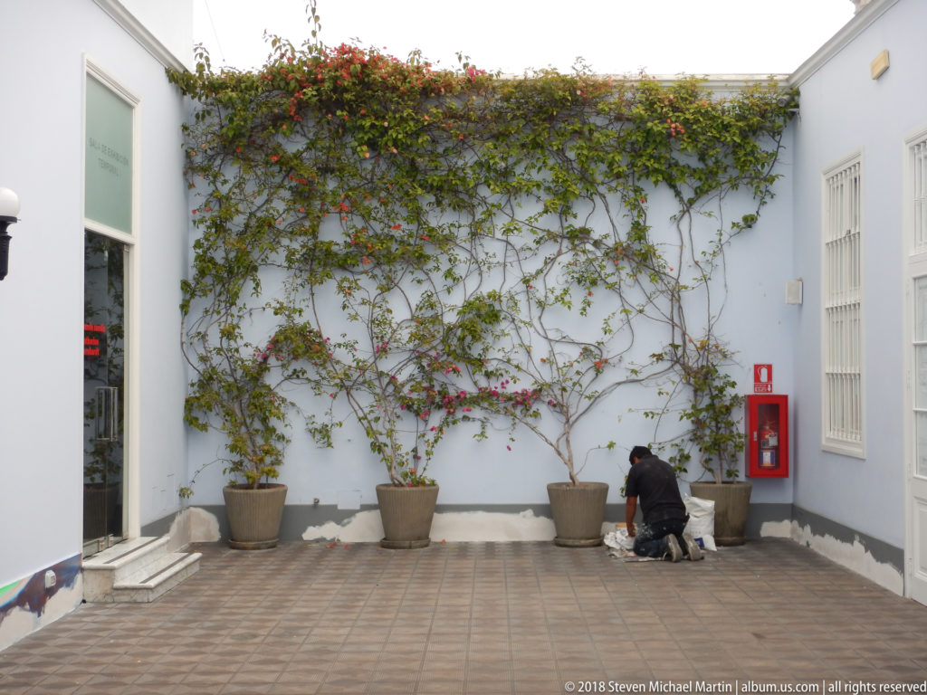 Flowering bougainvillea spreads across a pale courtyard wall above large pots, with a crouching visitor at right.