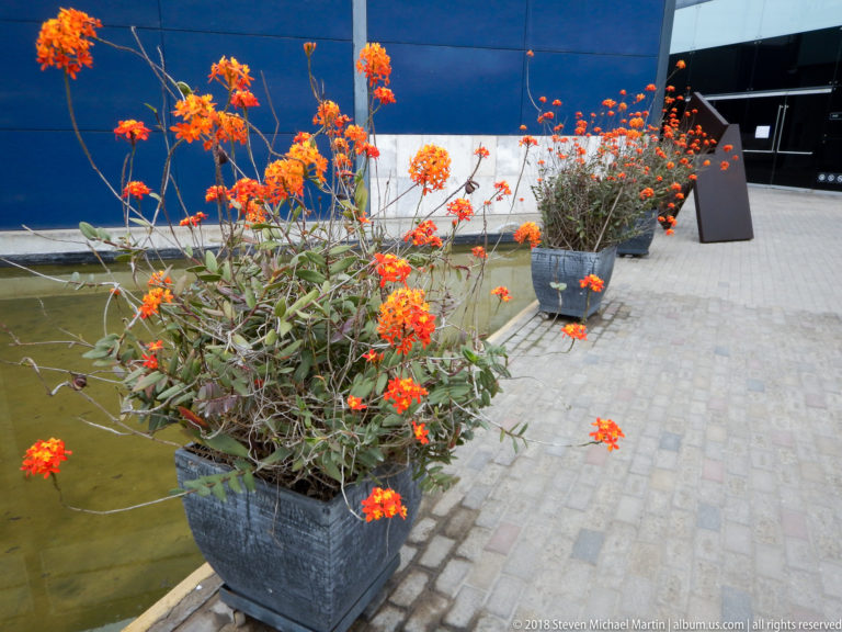 Potted orange flowering plants beside a reflecting pool, paved courtyard, and tall blue wall.