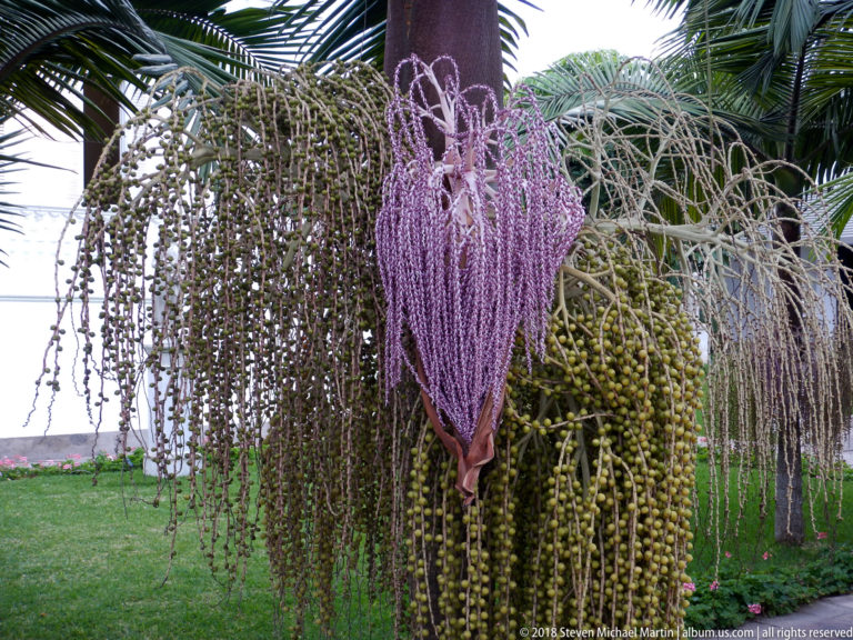 Purple palm inflorescence surrounded by long drooping strands of green fruit, with fronds and lawn in the background.