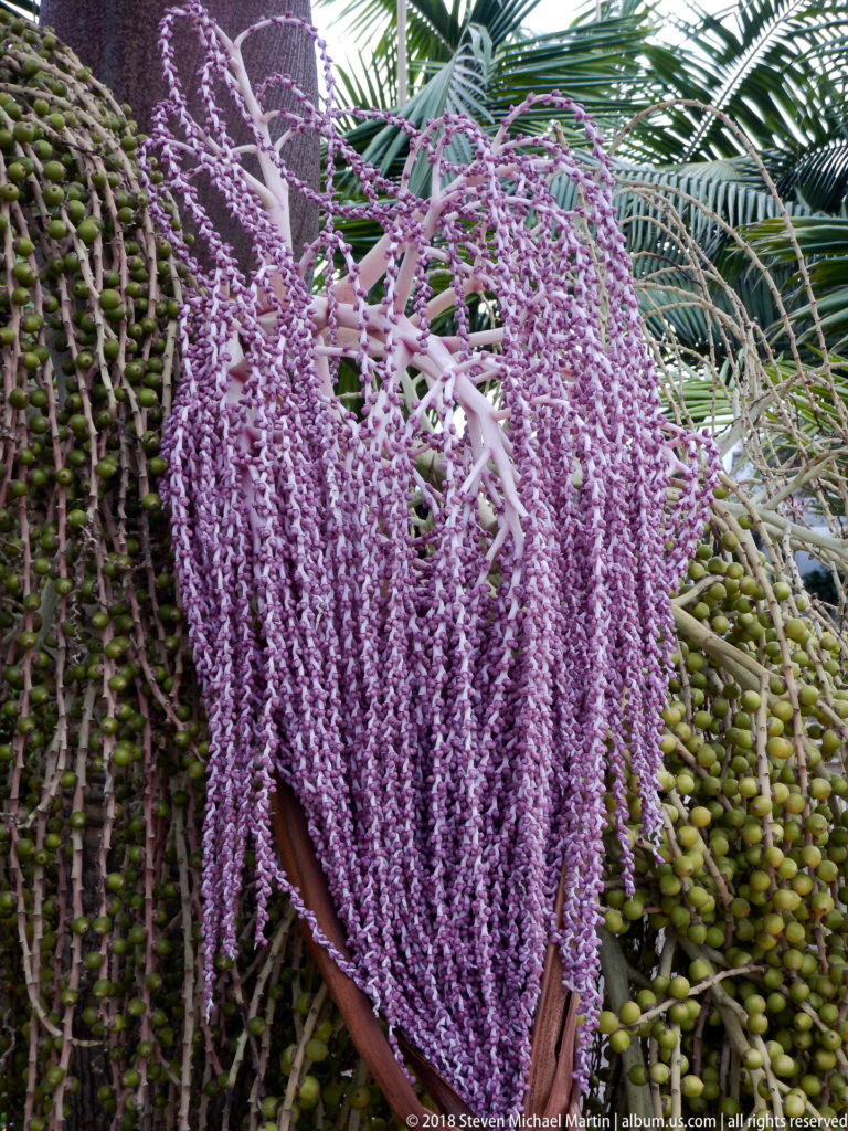 Close view of cascading purple palm flowers beside clusters of small green fruit and arching palm fronds.