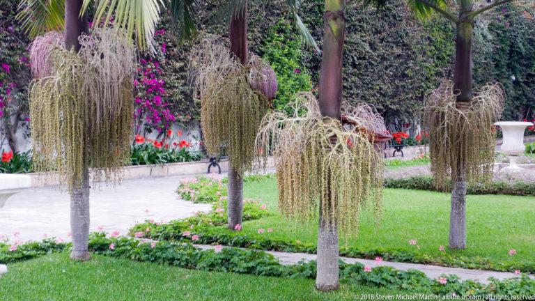 Formal garden with small drooping palms, clipped lawn, curving paths, low flower beds, and dense green boundary planting.