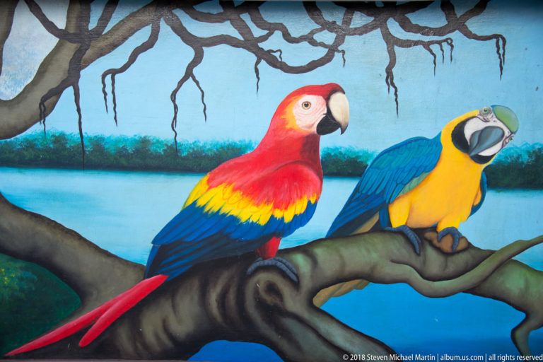 Wall mural showing a scarlet macaw and a blue-and-yellow macaw perched on a branch.