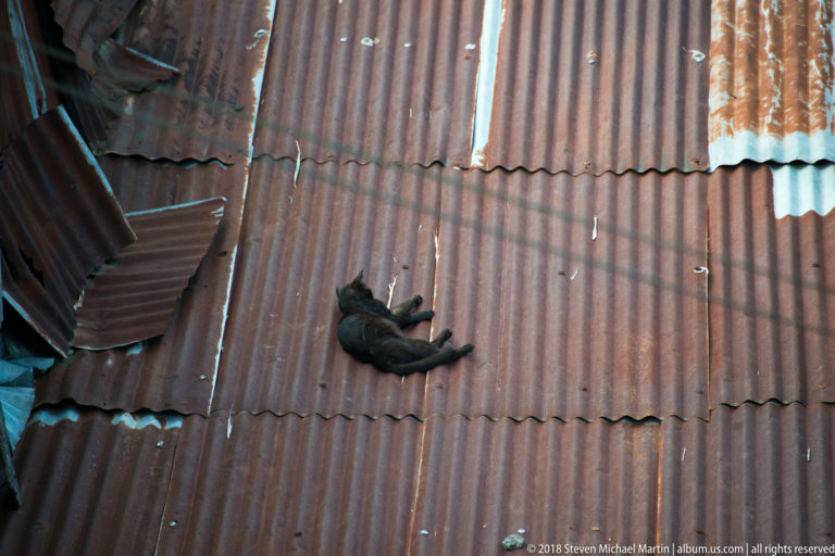 Black cat stretched out on a rusted corrugated-metal rooftop in Iquitos.