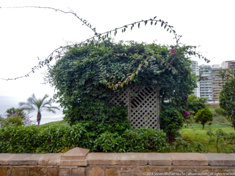 Vine-covered lattice arbor behind a clipped hedge and stone border, with palm and distant apartment buildings.