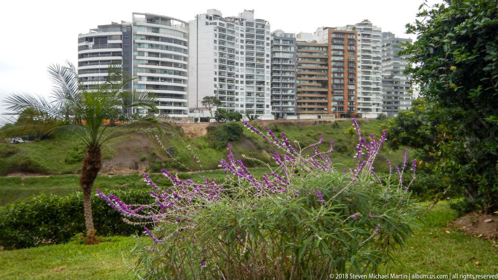 Purple flowering shrub and small palm in green parkland below a dense row of high-rise apartment towers.