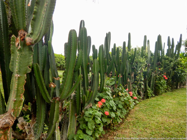 Tall branching columnar cacti beside red flowers and a neatly cut lawn in a landscaped Barranco garden.