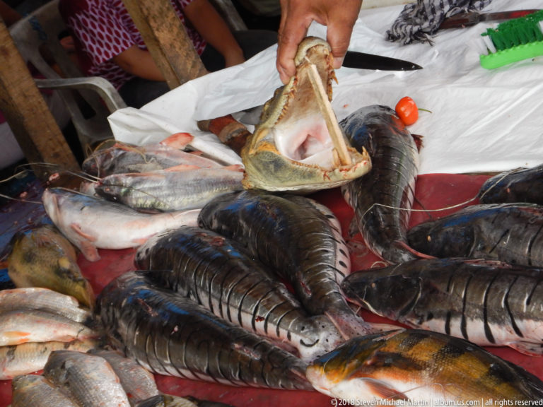 Pile of freshwater fish surrounds a crocodilian head with jaws open on a market table.