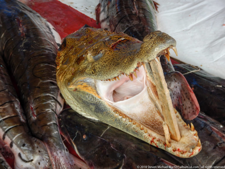 Large crocodilian head with open jaws and visible teeth lies among dark fish on a market stall.