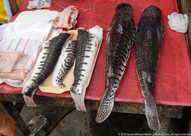 Cleaned and whole freshwater fish lie on a red market table, showing pale flesh and dark patterned skin.