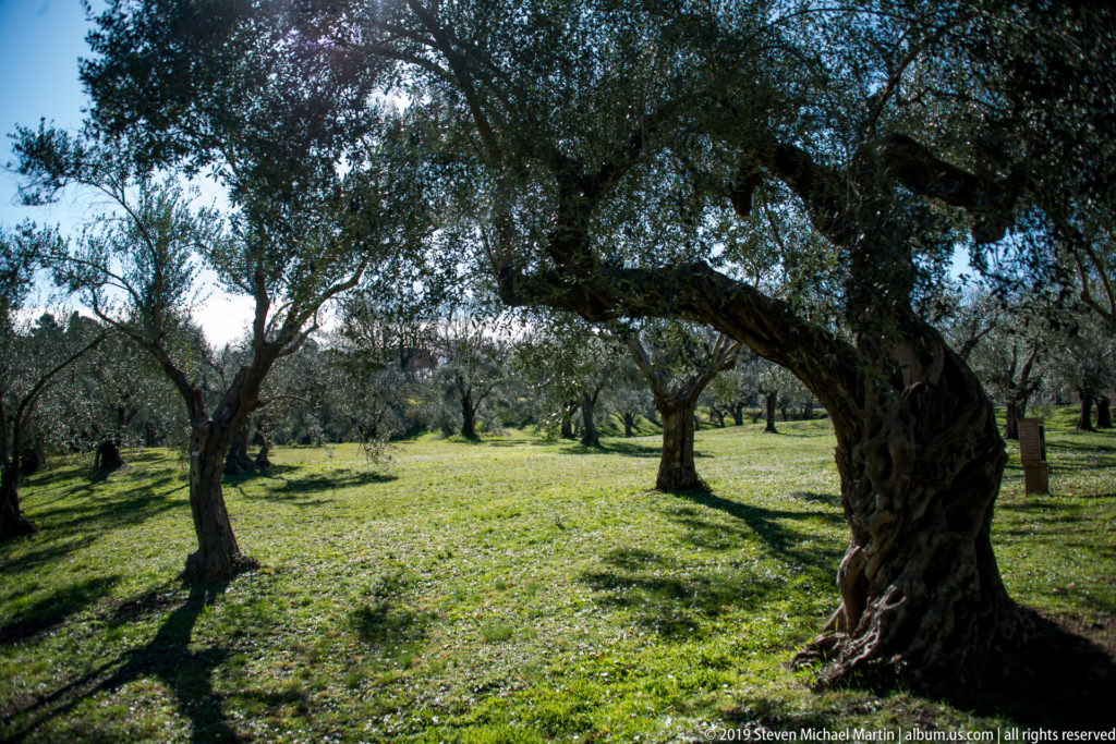Large gnarled olive tree with a spreading canopy in a sunlit grassy grove, with smaller olive trees behind.