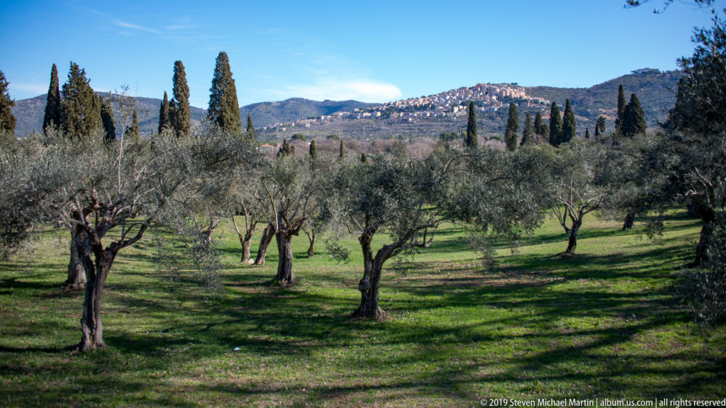 Olive trees across a grassy grove with tall cypresses and a densely built hill town on the ridge beyond.