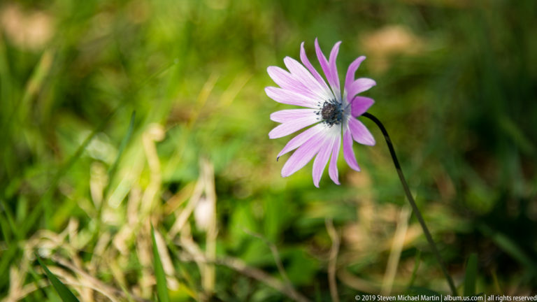 Single pink daisy-like flower with a dark center against softly blurred green grass.
