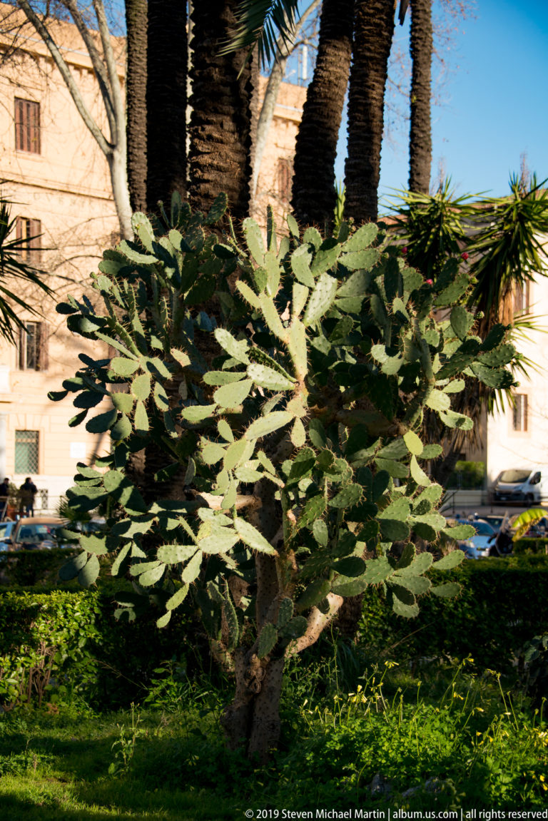 A broad palm shades a small planted courtyard bordered by pale historic façades and a dark arcade.